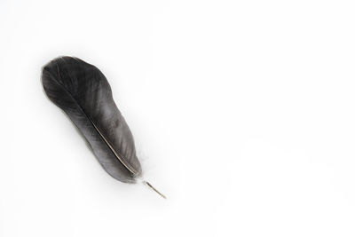 High angle view of feather against white background