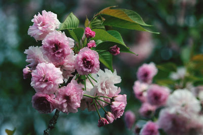 Close-up of pink cherry blossom