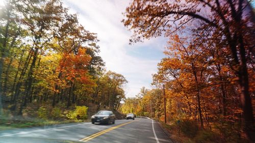 Cars on road in forest during autumn