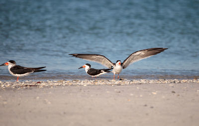 Flock of black skimmer terns rynchops niger on the beach at clam pass in naples, florida