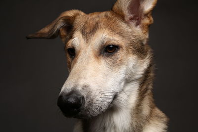 Close-up of dog looking away