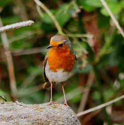 Close-up of bird perching on leaf