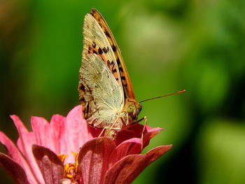 Close-up of butterfly pollinating on flower