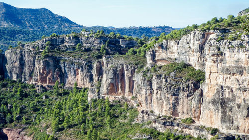 View of plants growing on rock