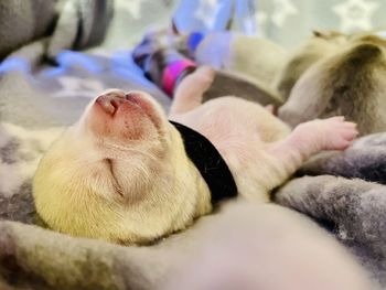 Close-up of a sleeping 6 day old white chihuahua puppy 