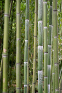 Closeup of green bamboo stems in tropical park. bamboo plants.