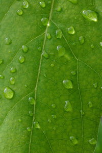 leaf