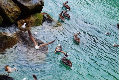 High angle view of ducks swimming in water