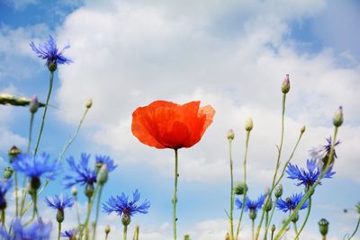 Close-up of purple flowering plants on field against sky