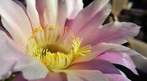 Close-up of pink flower blooming outdoors