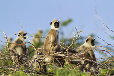 Monkey sitting on a tree