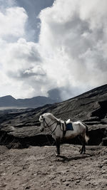 View of horses on the beach