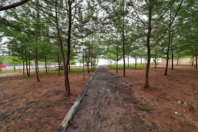 Road amidst trees in forest