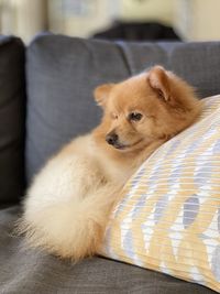 Close-up of dog resting on sofa at home