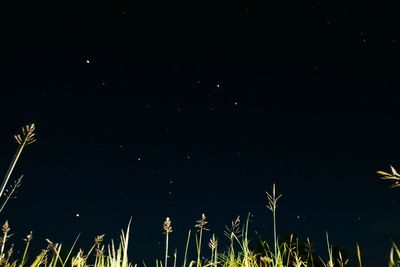 Low angle view of illuminated plants against sky at night