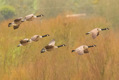 Bird flying over field