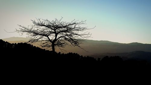 Silhouette tree against sky during sunset