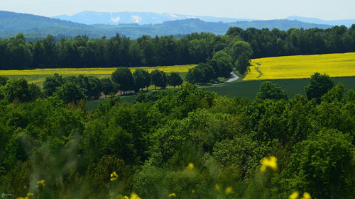 Scenic view of field against trees