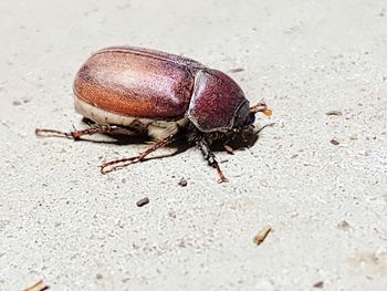 Close-up of insect on sand