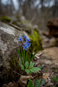 Close-up of purple flowering plant