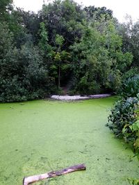 Scenic view of lake amidst trees