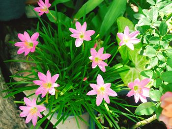 Close-up of pink flowering plants