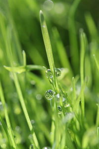 Close-up of wet grass