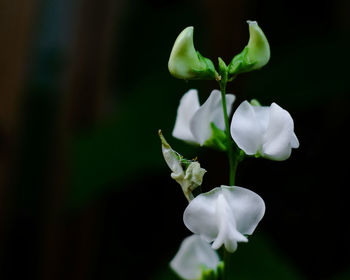 Close-up of white flowering plant against black background