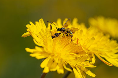 Black soldier fly flies insect hermetia illucens mating on yellow dandelions