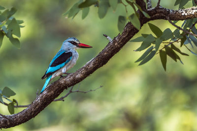 Bird perching on a branch