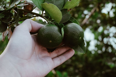 Close-up of hand holding fruit