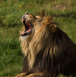 Lion yawning on field