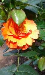 Close-up of orange flower