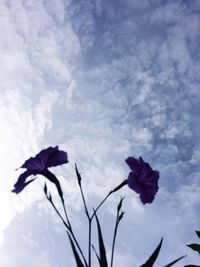 Low angle view of flowers against sky
