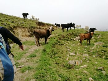 Cows on field