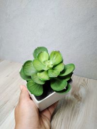 Close-up of hand holding plant against wall
