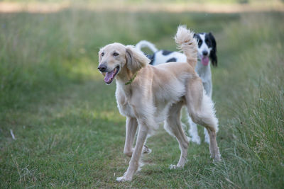 Dog on field