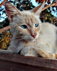 Close-up portrait of ginger cat