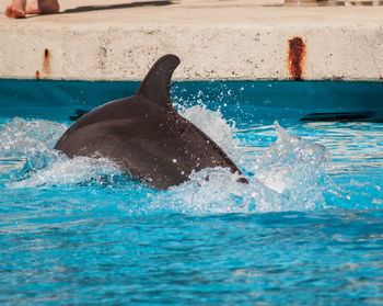 Dolphin diving in swimming pool