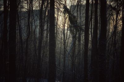 Pine trees in forest