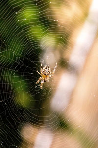 Close-up of spider on web