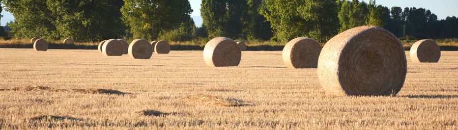 Bales of straw