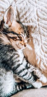 Close-up of a cat sleeping on bed