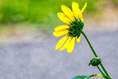 Close-up of yellow flower blooming outdoors