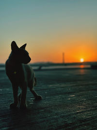 Cat on road at sunset