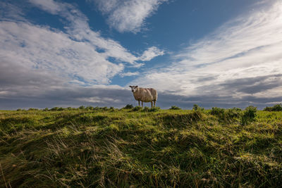 Sheep on a dyke with dramatic light