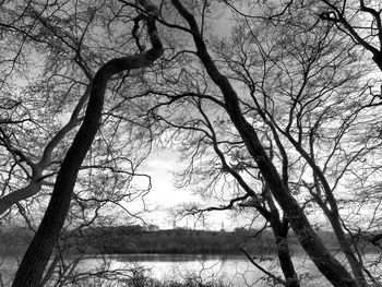 Bare trees against sky