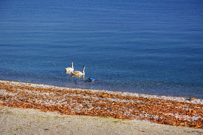 Birds swimming on sea