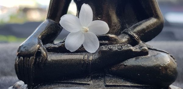 Close-up of white flowering plant