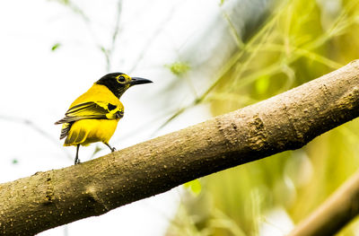 Low angle view of bird perching on tree